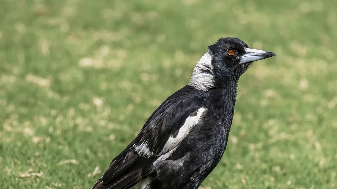 An Australian magpie standing on grass and looking to the side