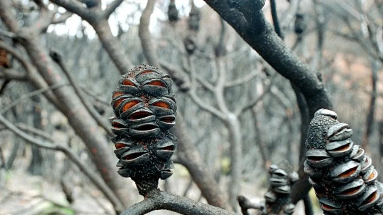 Two blackened Banksia seed cones open on a branch after fire in the Blue Mountains