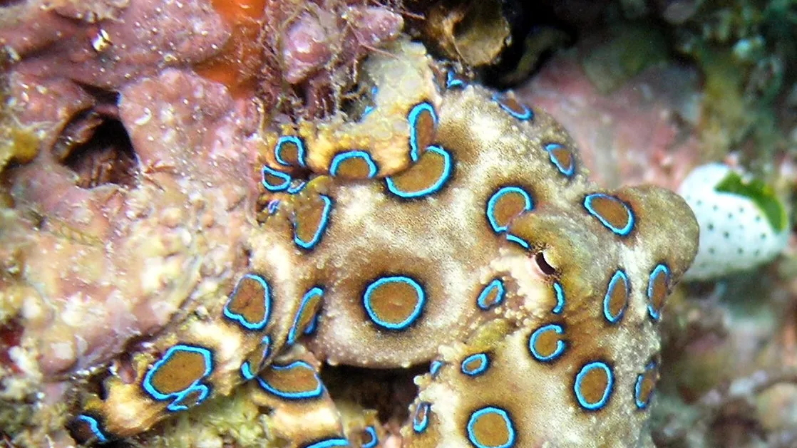 A greater blue-ringed octopus displaying bright blue rings underwater