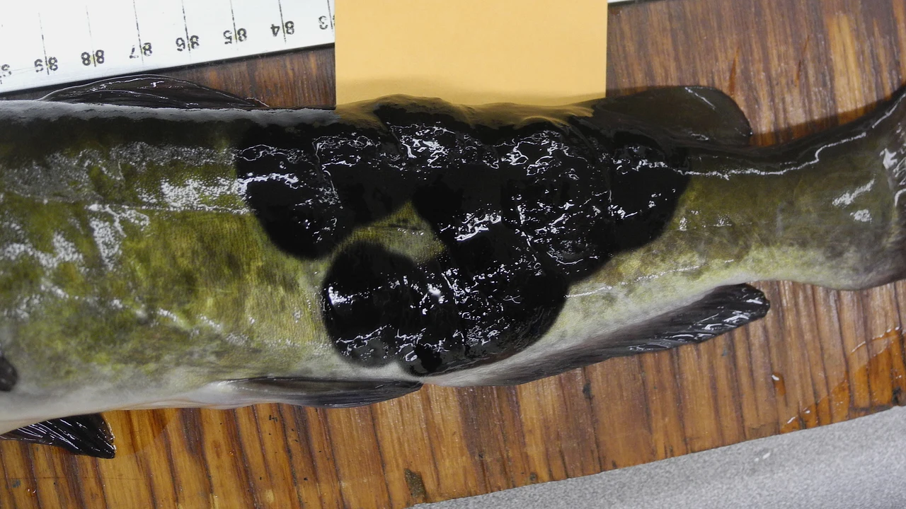 USGS photograph of a brown bullhead catfish from Lake Memphremagog with raised black malignant melanoma lesions