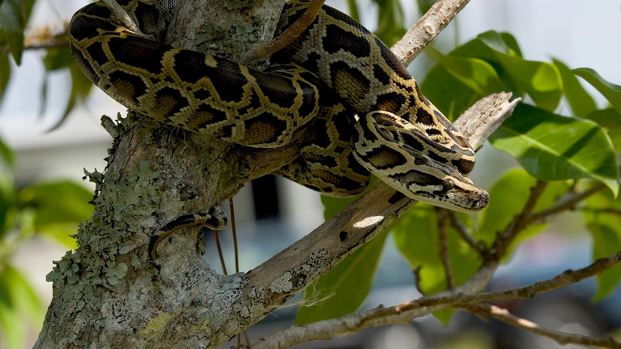A wild Burmese python resting along a tree branch in Everglades National Park
