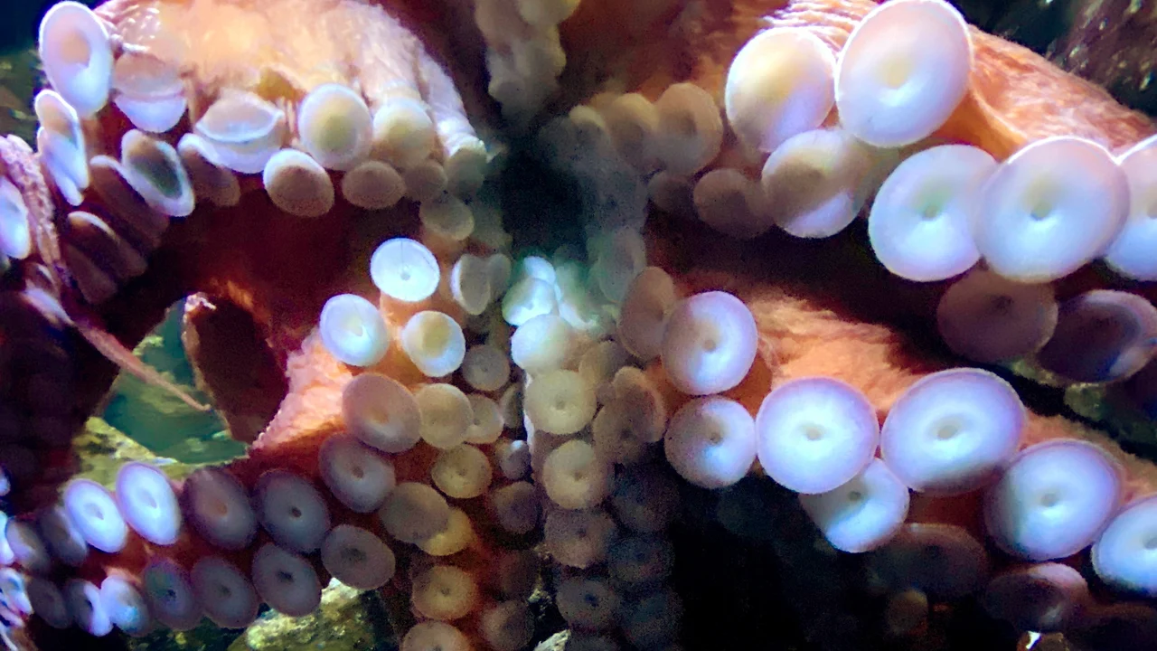 The underside of an octopus spreading flexible arms and suckers across aquarium glass