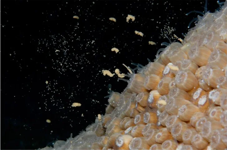 A coral colony releasing pale egg and sperm bundles into dark water during mass spawning