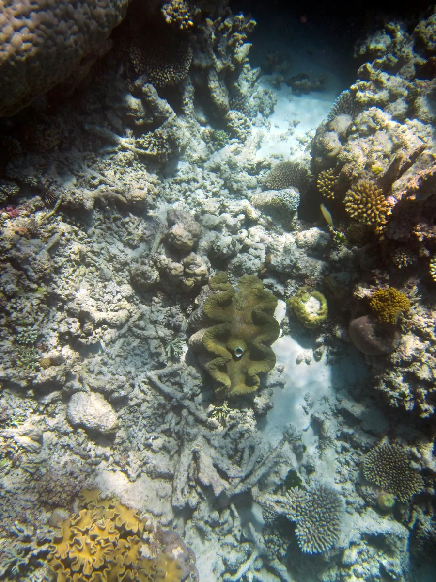 A coral reef with diverse marine life in clear water
