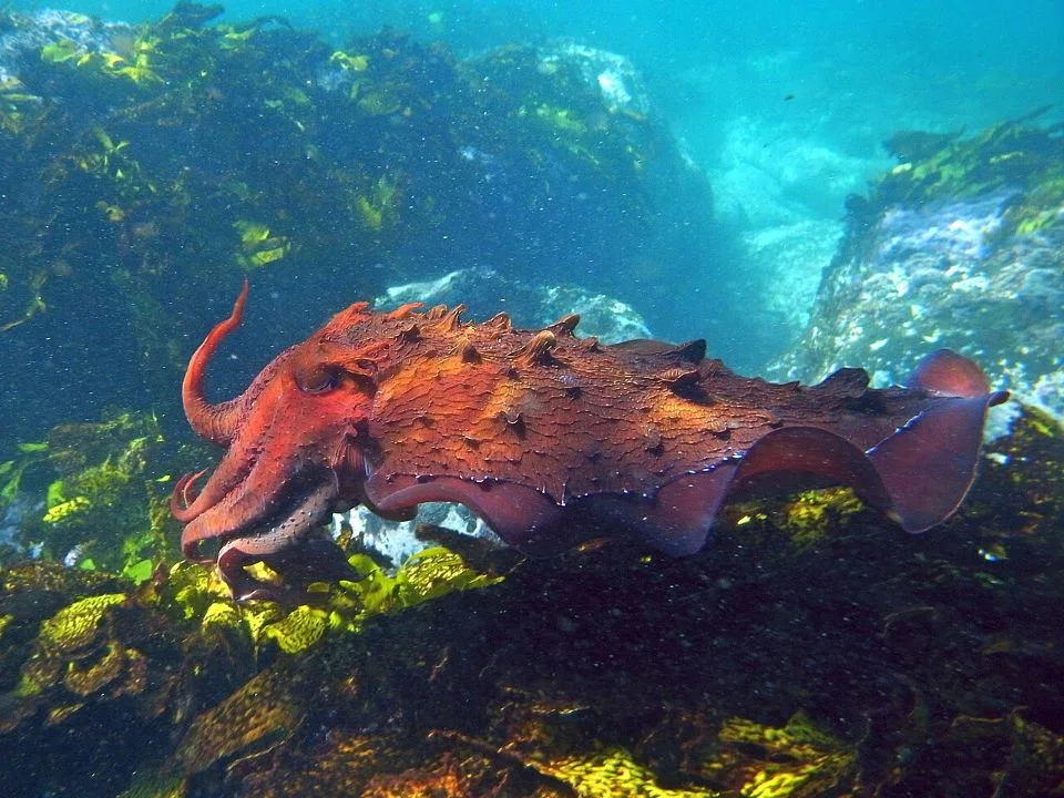 An Australian giant cuttlefish displaying vivid orange and red skin underwater