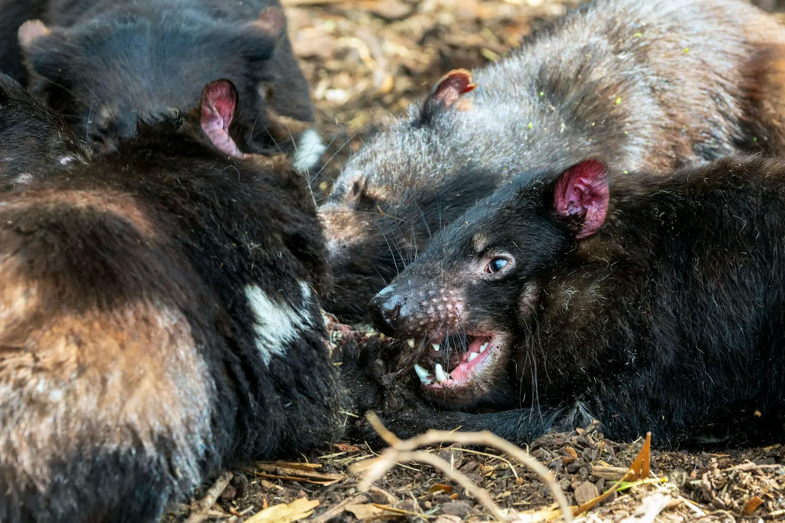 Tasmanian devils gathered together