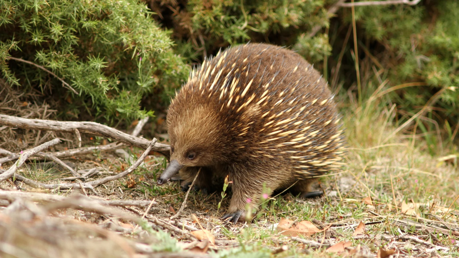 A short-beaked echidna walking through Tasmanian bushland