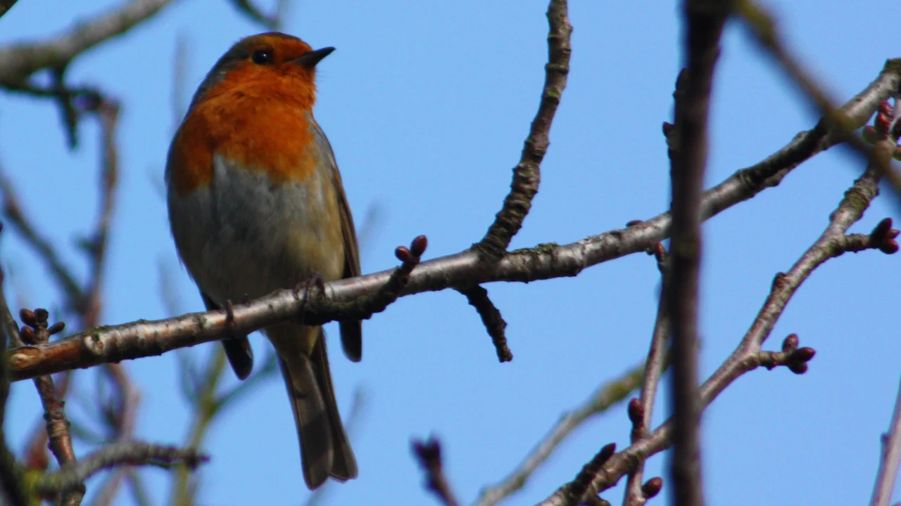 A European robin, the species used in classic magnetic-compass experiments, perched among green leaves