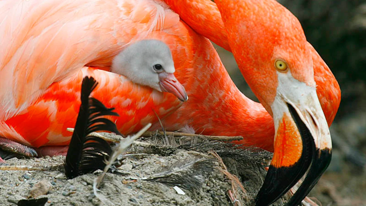 A scarlet American flamingo beside its four-day-old grey chick at Stone Zoo