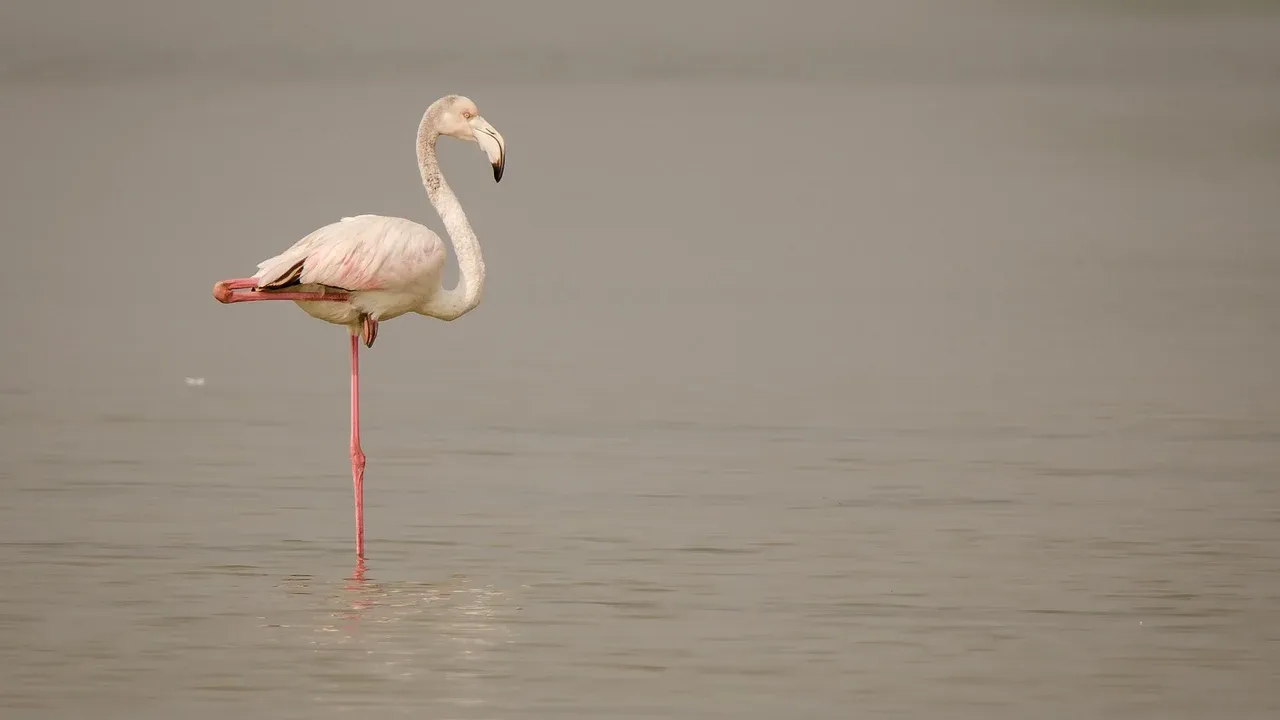 A greater flamingo resting on one leg in shallow water at Pulicat Lake in India