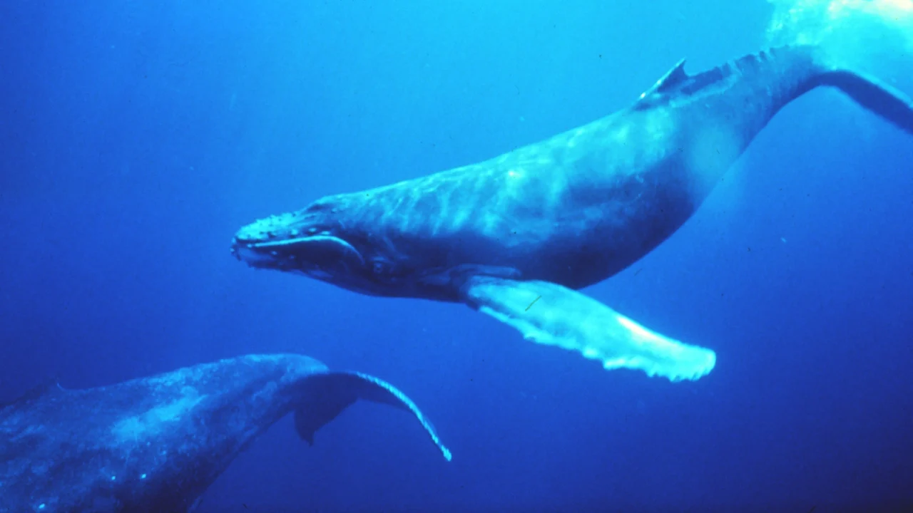 Two humpback whales underwater in the head-down posture associated with singing
