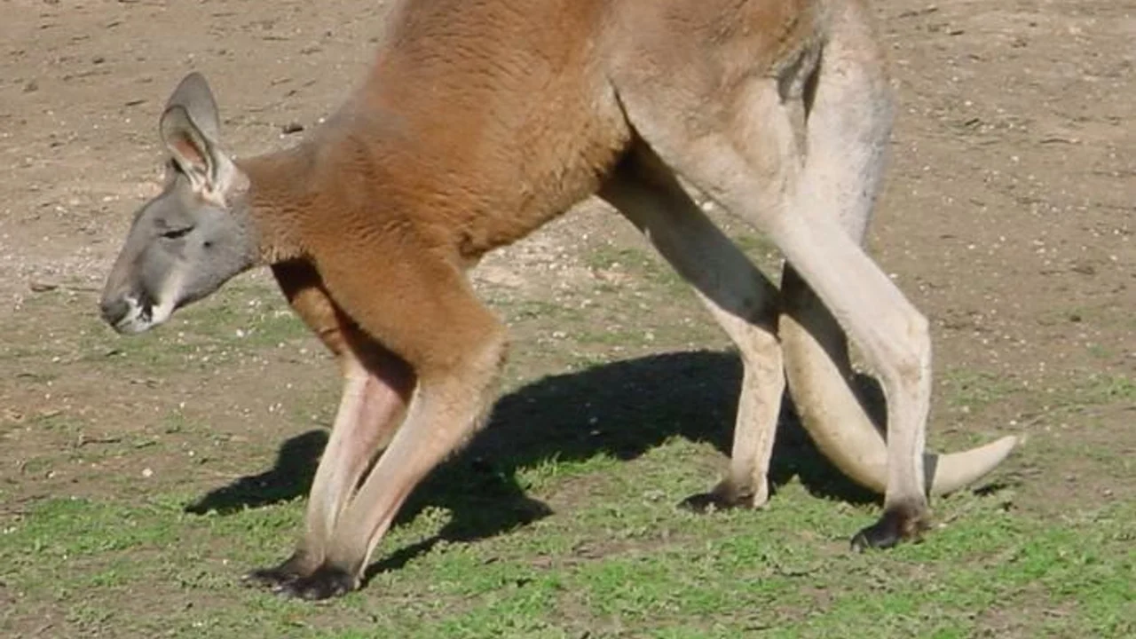 A red kangaroo using its forelimbs and tail during slow pentapedal walking