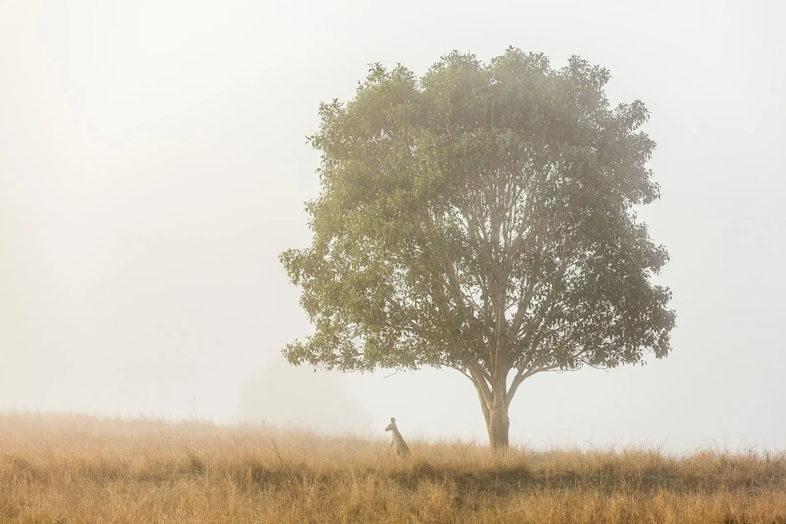 A kangaroo standing beneath a tree in Australia