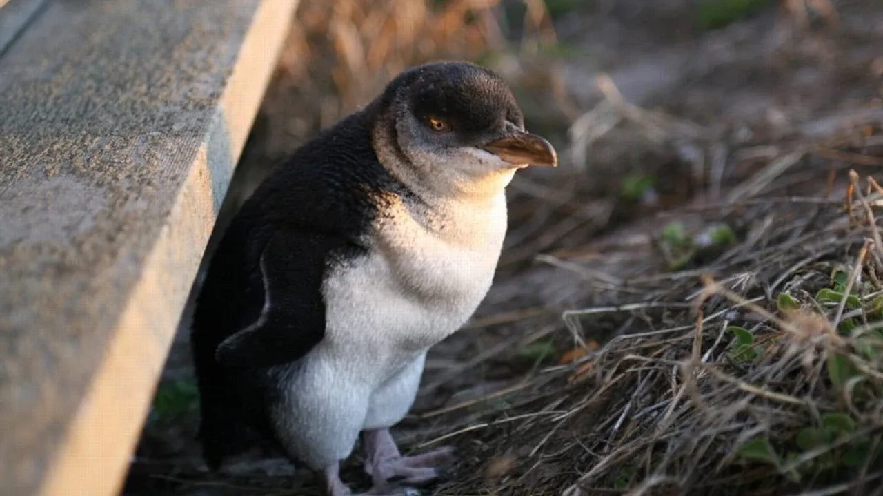 A little penguin beside coastal vegetation on Phillip Island