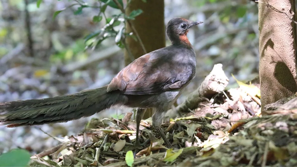 A superb lyrebird with a long tail standing among forest leaf litter
