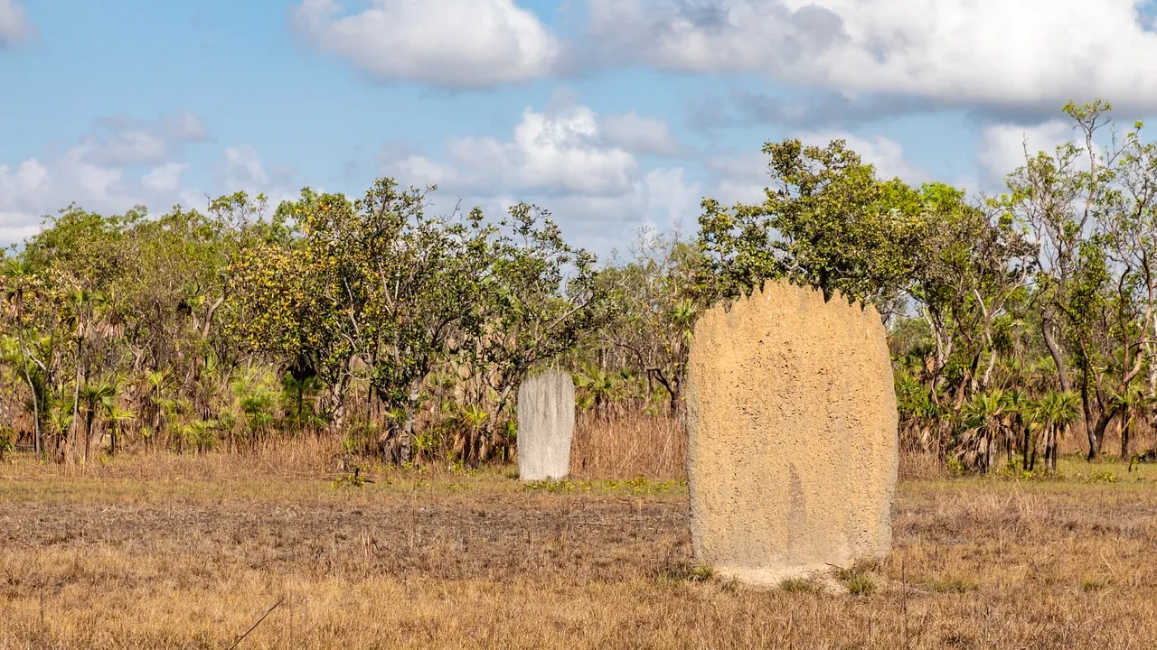 Blade-shaped magnetic termite mounds standing across a grassy floodplain in Litchfield National Park