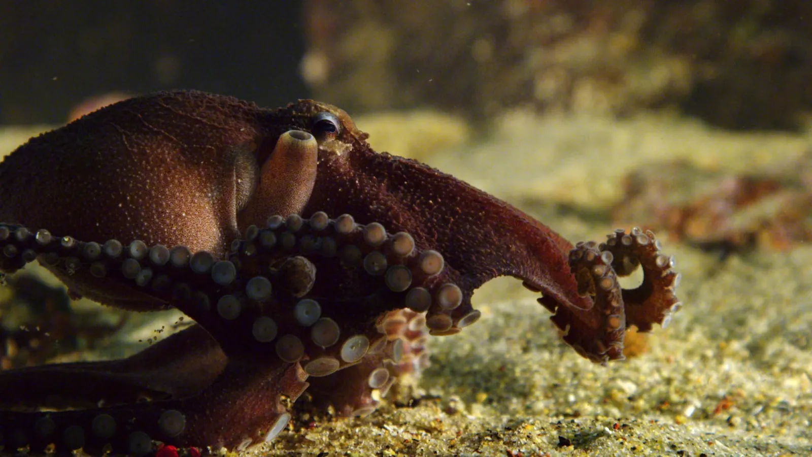 A close view of an octopus underwater