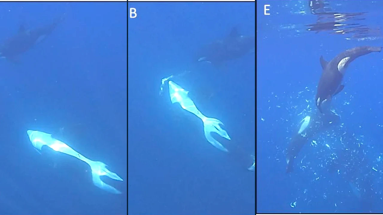 Three frames from a filmed Gulf of California encounter showing orcas holding, ramming and feeding around a sharp-tail sunfish carcass