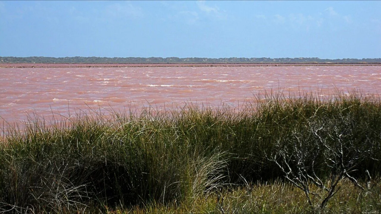 Pink water at Hutt Lagoon in Western Australia viewed from its grassy shore