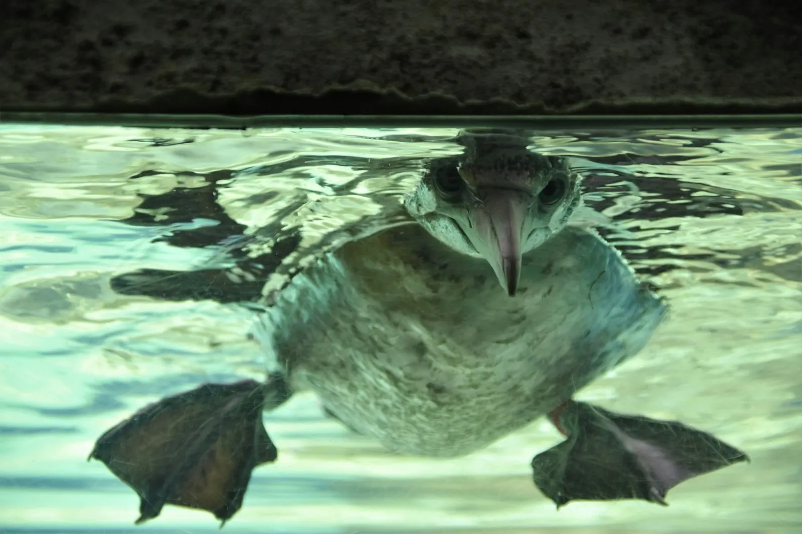 A platypus swimming at the water surface
