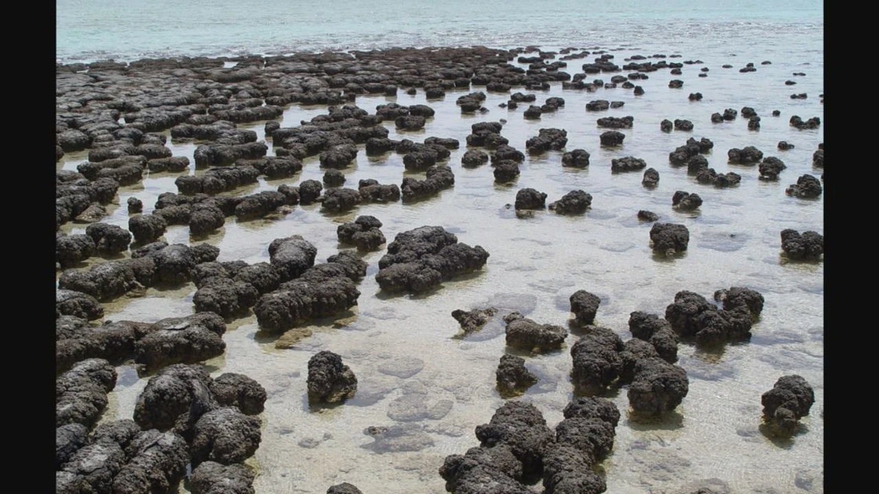 Living stromatolite mounds in the shallow water of Hamelin Pool at Shark Bay