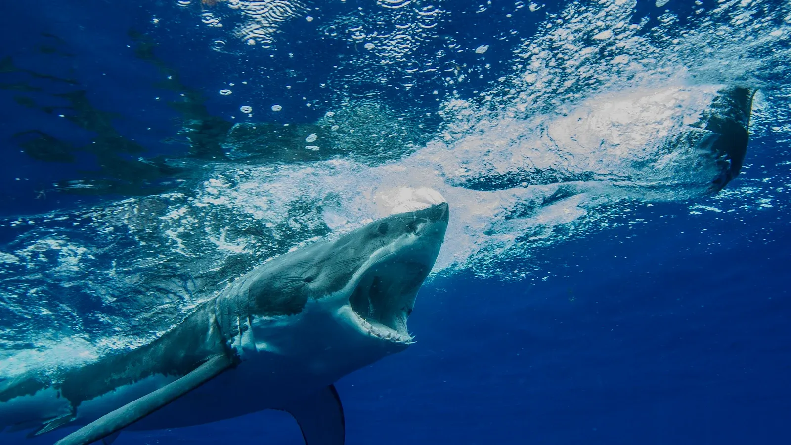 A white shark swimming underwater near Guadalupe Island, used as a representative species photograph for research conducted on juvenile sharks off New South Wales
