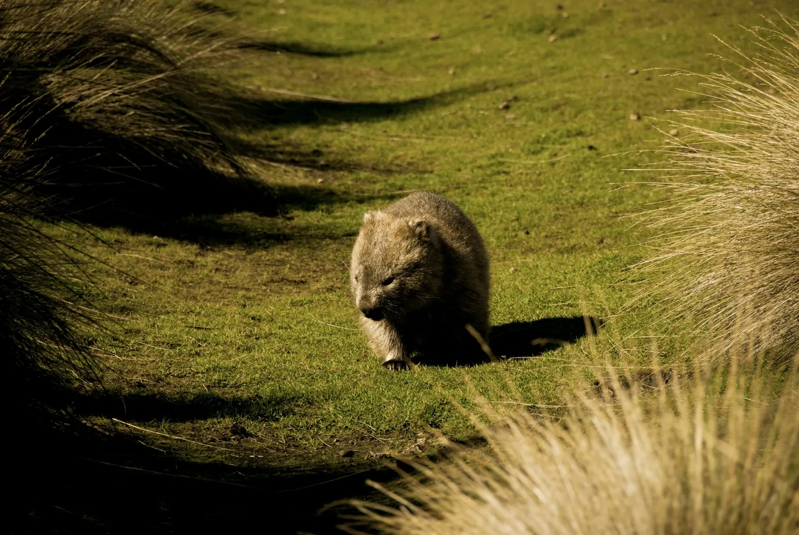 A wombat walking through green grass in Tasmania