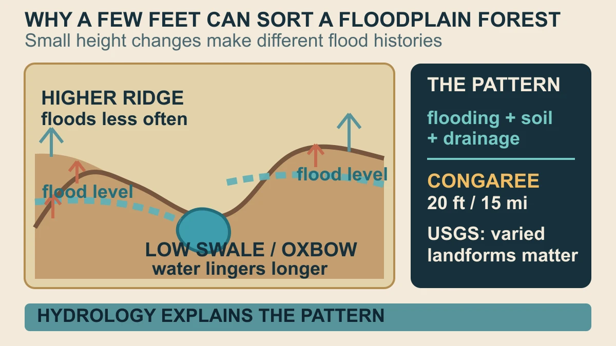 Original floodplain cross-section showing a higher ridge, a lower oxbow swale, flood levels and the role of flooding, soil and drainage in habitat patterns