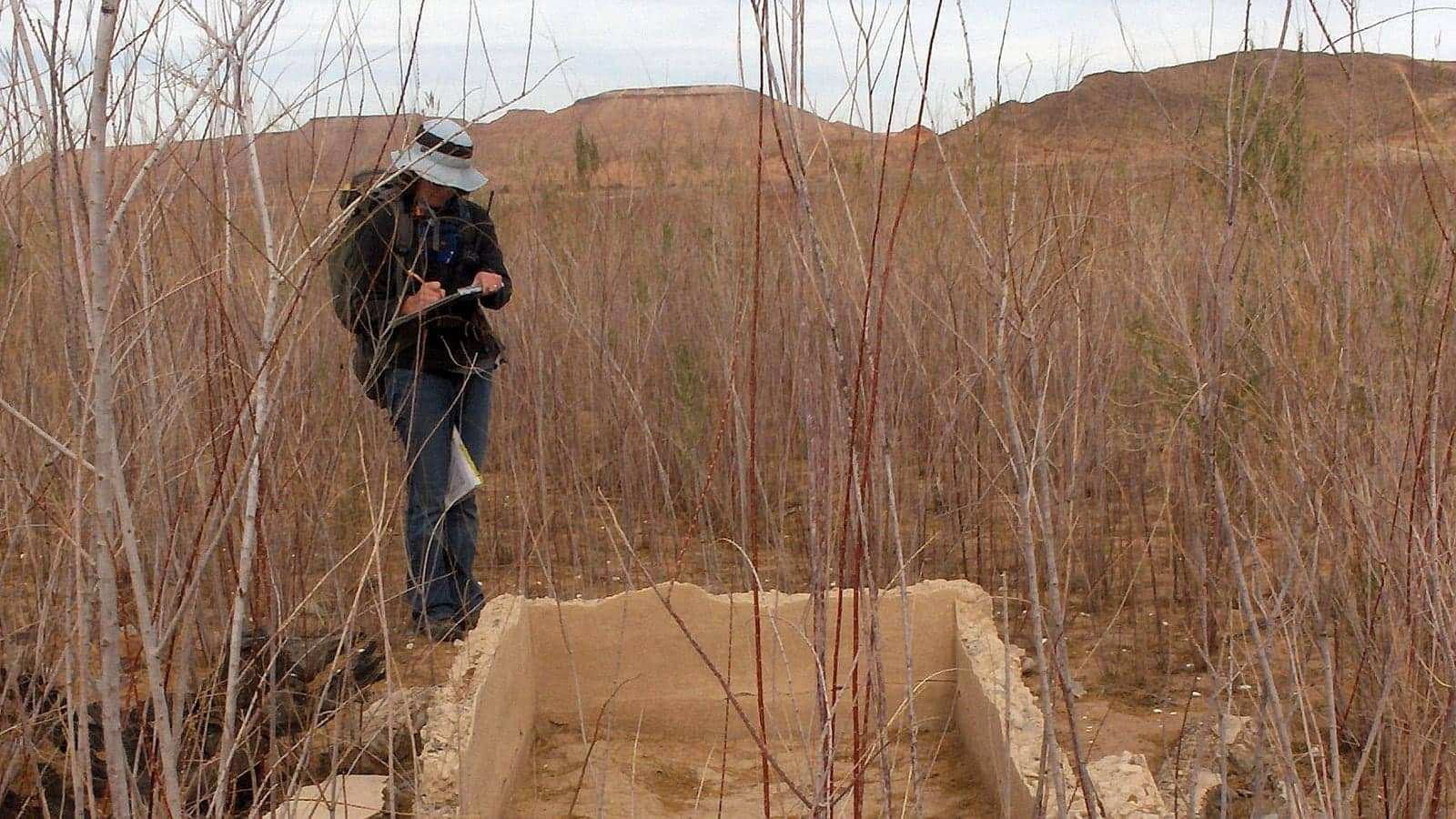 A National Park Service employee records exposed foundations among tamarisk at the St Thomas town site