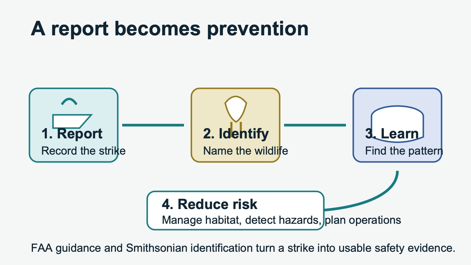 A process diagram showing a reported strike moving through wildlife identification and a database into airport hazard reduction