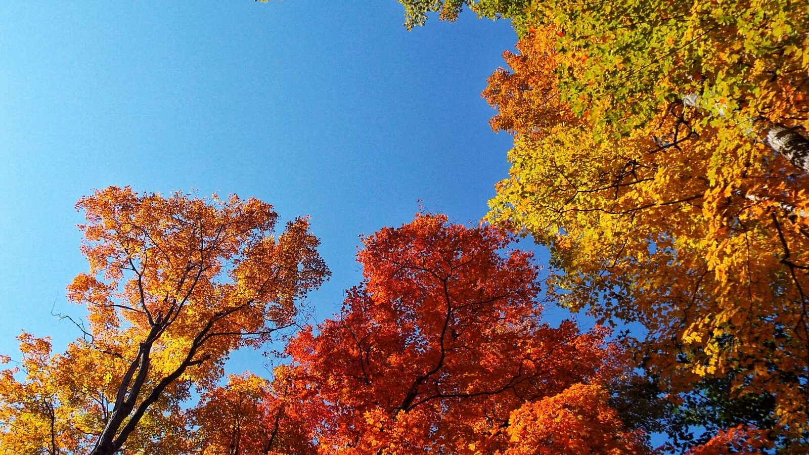 Red, orange and yellow autumn leaves filling the crowns of trees beneath a clear blue sky