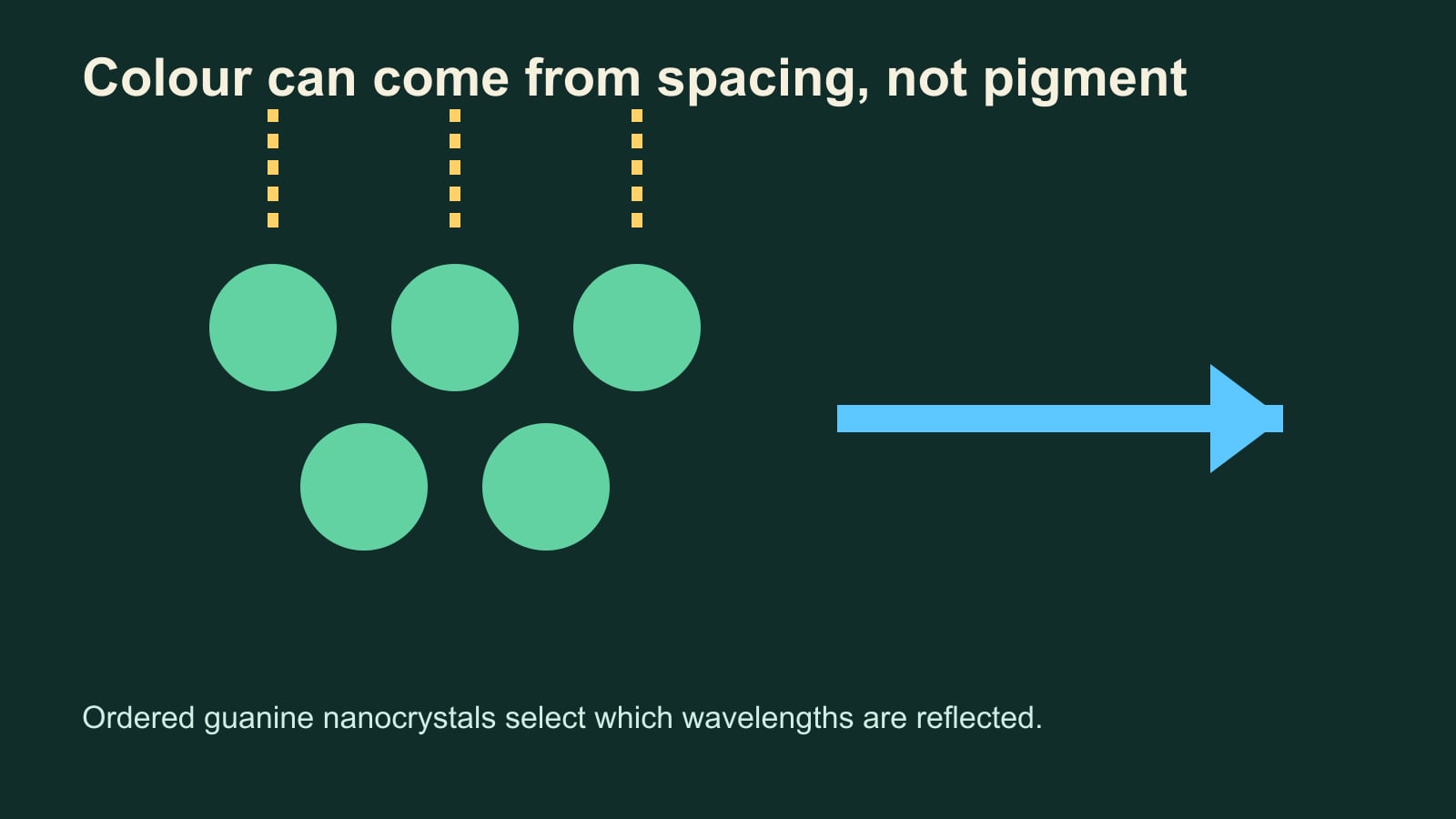 Diagram of an ordered guanine nanocrystal lattice reflecting a selected blue wavelength