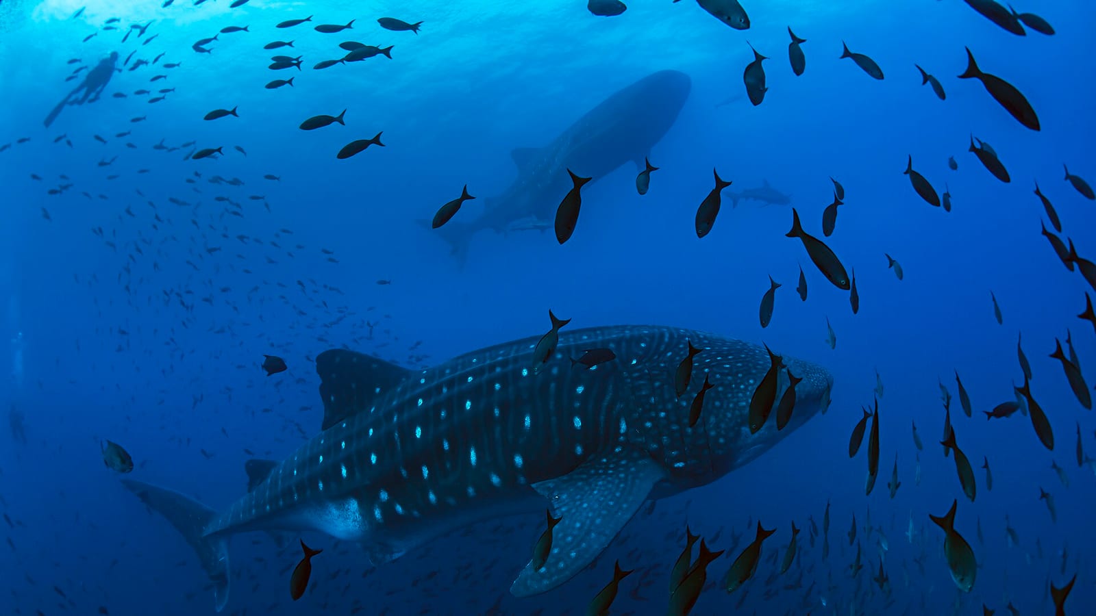 A whale shark with white spots swimming among smaller fish in open blue water