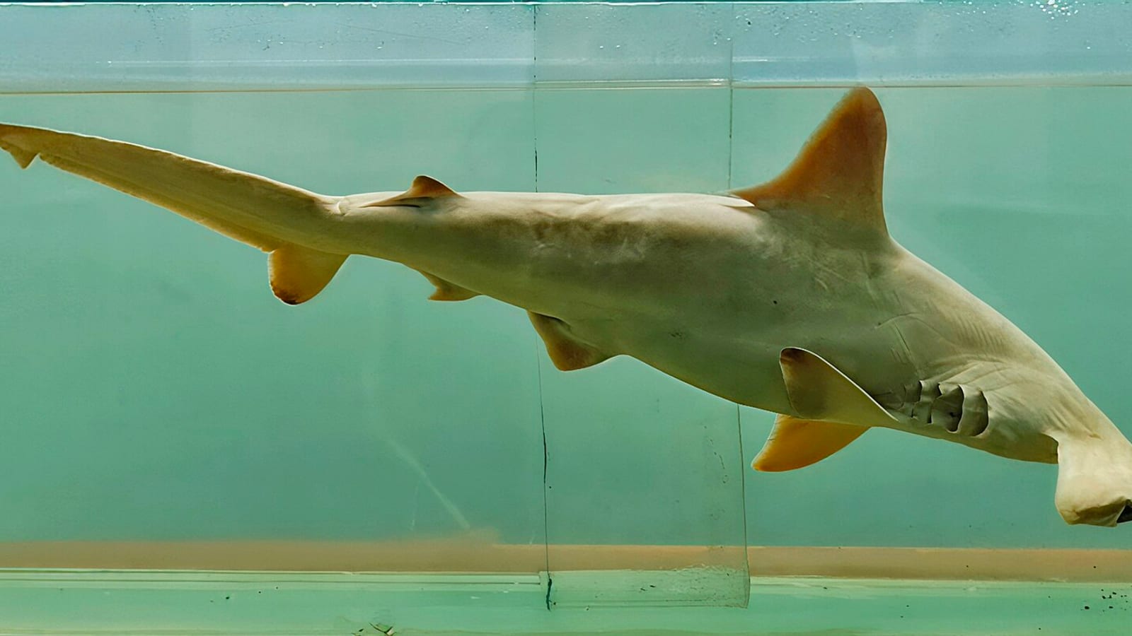 A scalloped hammerhead shark in an aquarium, viewed from below so its broad hammer-shaped head and streamlined body are visible