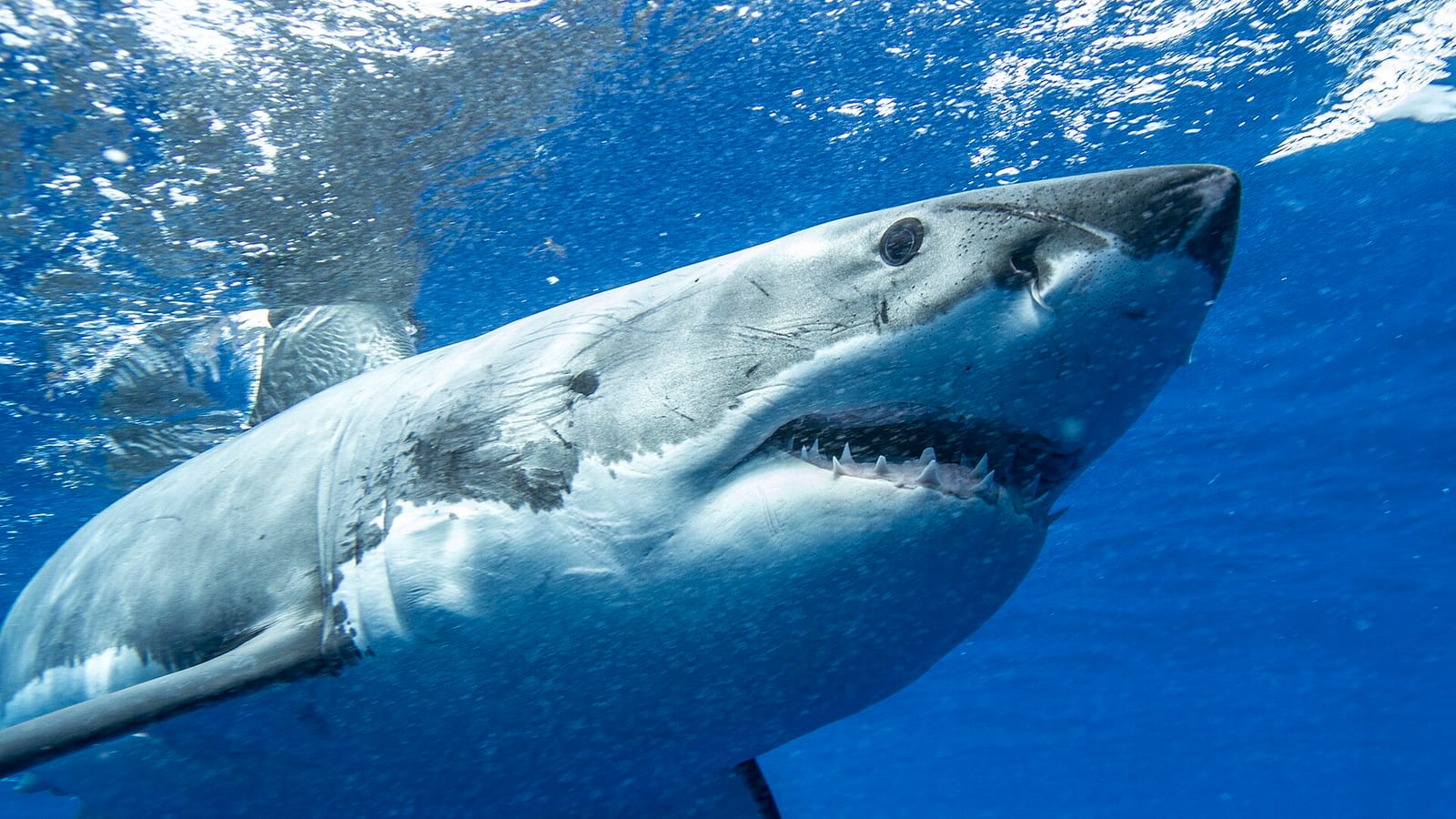 A great white shark swimming just below the water surface, photographed beside a cage-diving vessel near Guadalupe Island