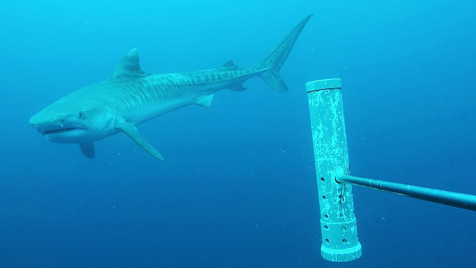 A tiger shark with faint vertical stripes swimming beside a research pole in Geographe Marine Park, Western Australia