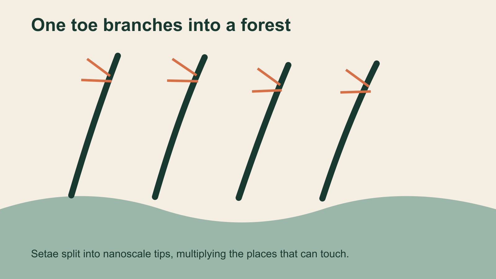 Diagram of four microscopic gecko setae branching into smaller tips above a textured surface