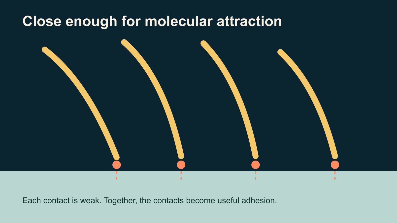 Diagram of flexible gecko hair tips approaching a flat surface at many separate molecular contact points