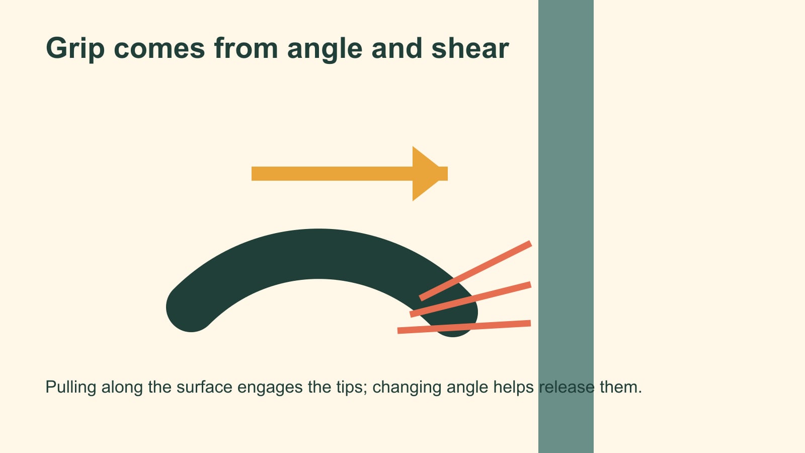 Diagram showing a curved gecko seta pulled sideways so its fine tips engage a vertical surface