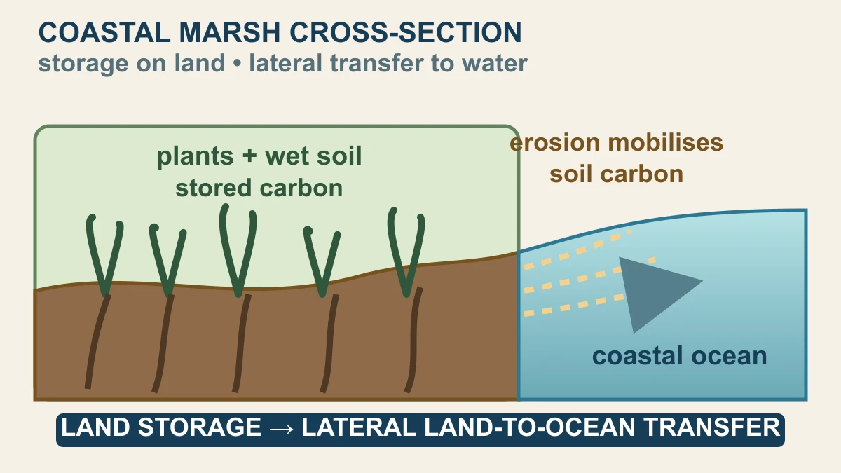 Original cross-section showing coastal marsh plants and wet soil storing carbon before erosion carries material laterally toward coastal water