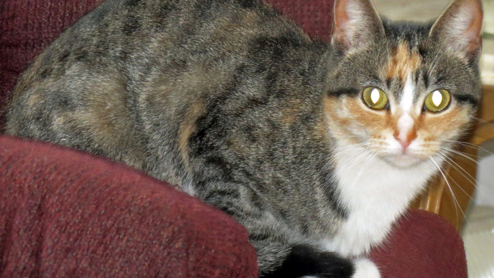 A domestic cat looking toward a camera as reflected flash makes both eyes shine yellow-green