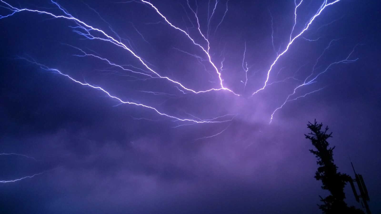 Branching lightning spreading across purple storm clouds above a dark tree silhouette